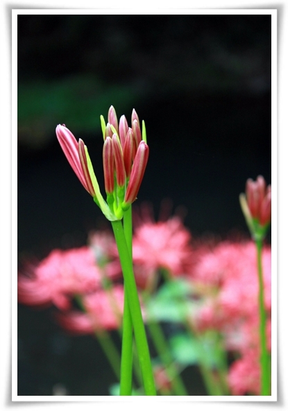 화초 "꽃무릇" 잎 없는 꽃, 가을 정원의 매혹적인 붉은 여왕!