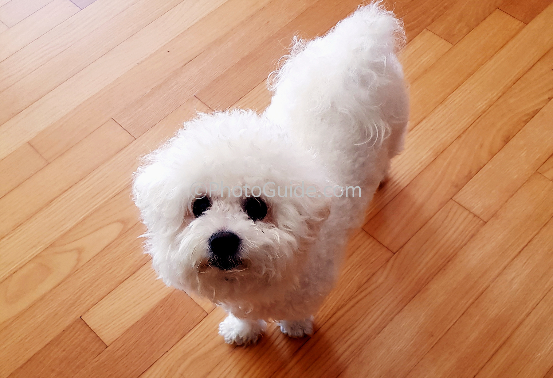 비숑프리제-강아지