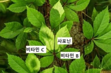 돌외잎 추출물 효능