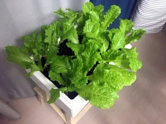 텃밭 상추 키우는 법 파종 간격 수확 연속수확 요령_13