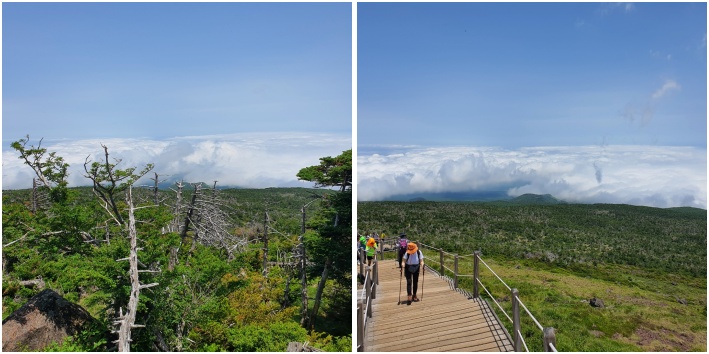 한라산 정상가는길 구상나무ㅅ 나무계단