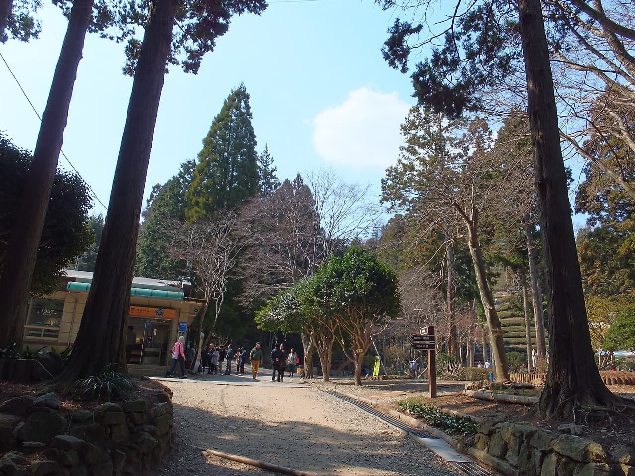 입장권 끊고 들어간 대한다원 초입