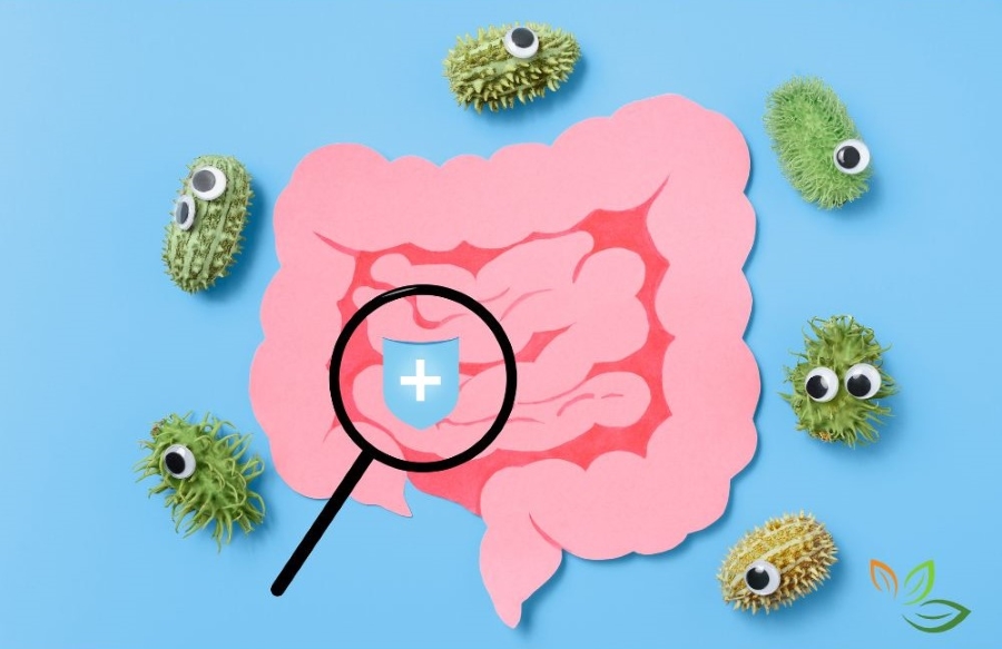 장내 미생물 균형과 면역 보호를 나타내는 일러스트 - 분홍색 장기관 모형과 주변의 녹색 미생물들, 중앙에 방패 모양 면역 아이콘이 있는 교육용 이미지 via canva