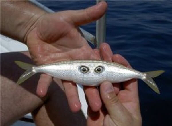 후쿠시마 방사능 생선 2