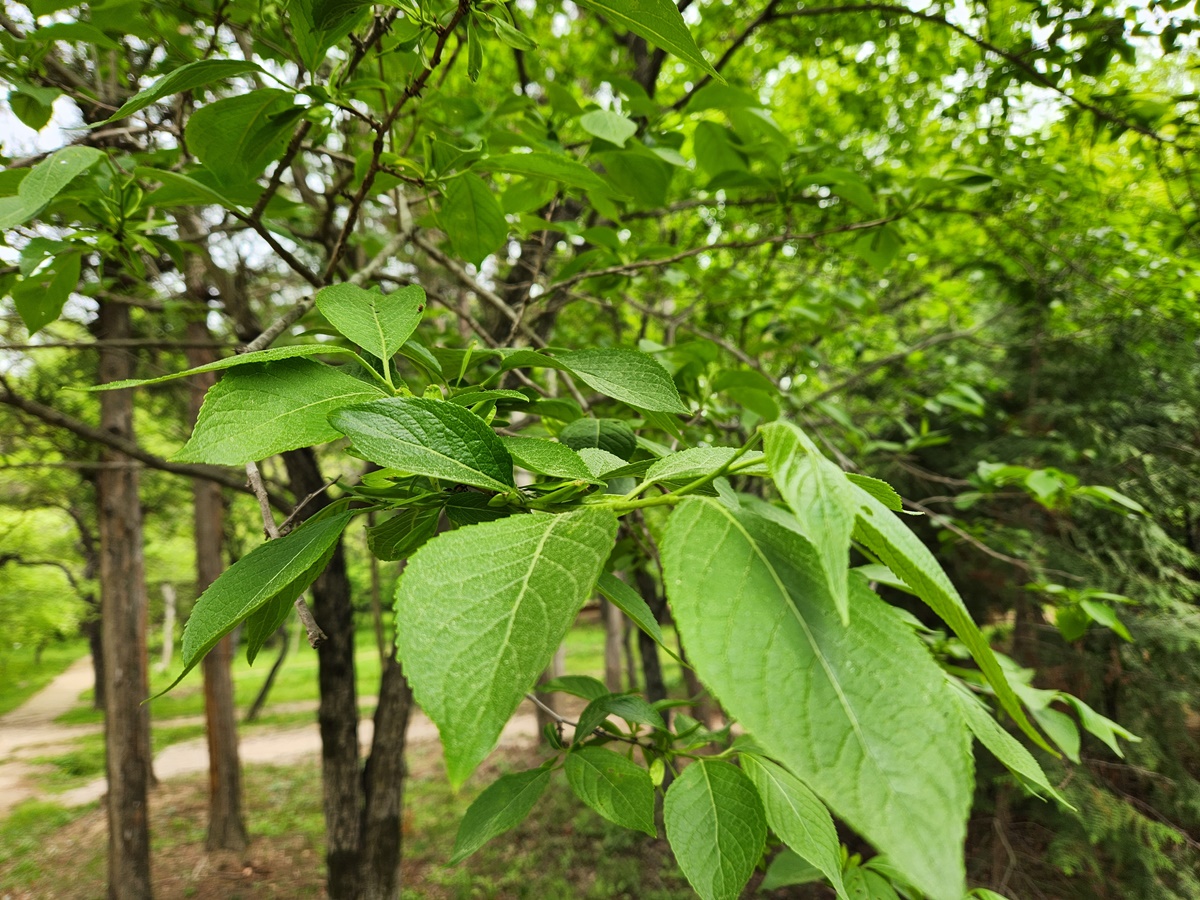두충(두충나무)