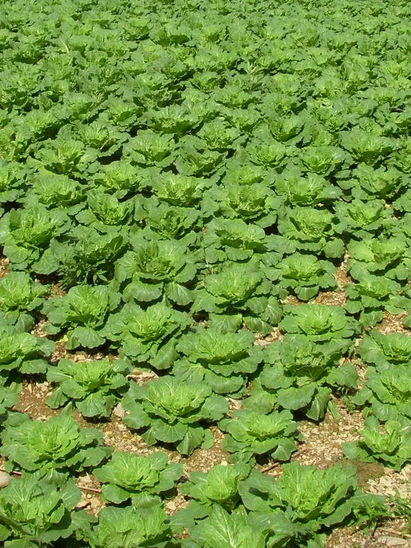 봄동 재배 파종시기 노지 월동 보온 피복 웃거름 타이밍_4