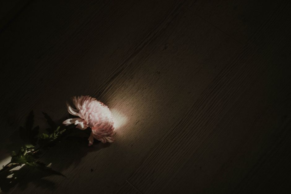 A single chrysanthemum illuminated by sunlight on a dark wooden floor, creating a moody atmosphere.