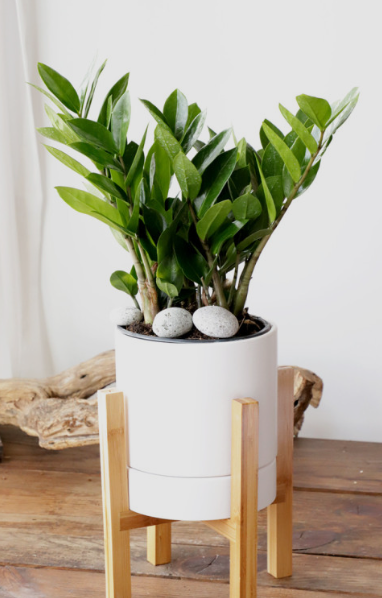 집에서 키우고 있는 반려식물 돈나무