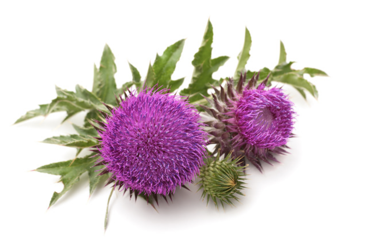 밀크시슬 꽃의 모습