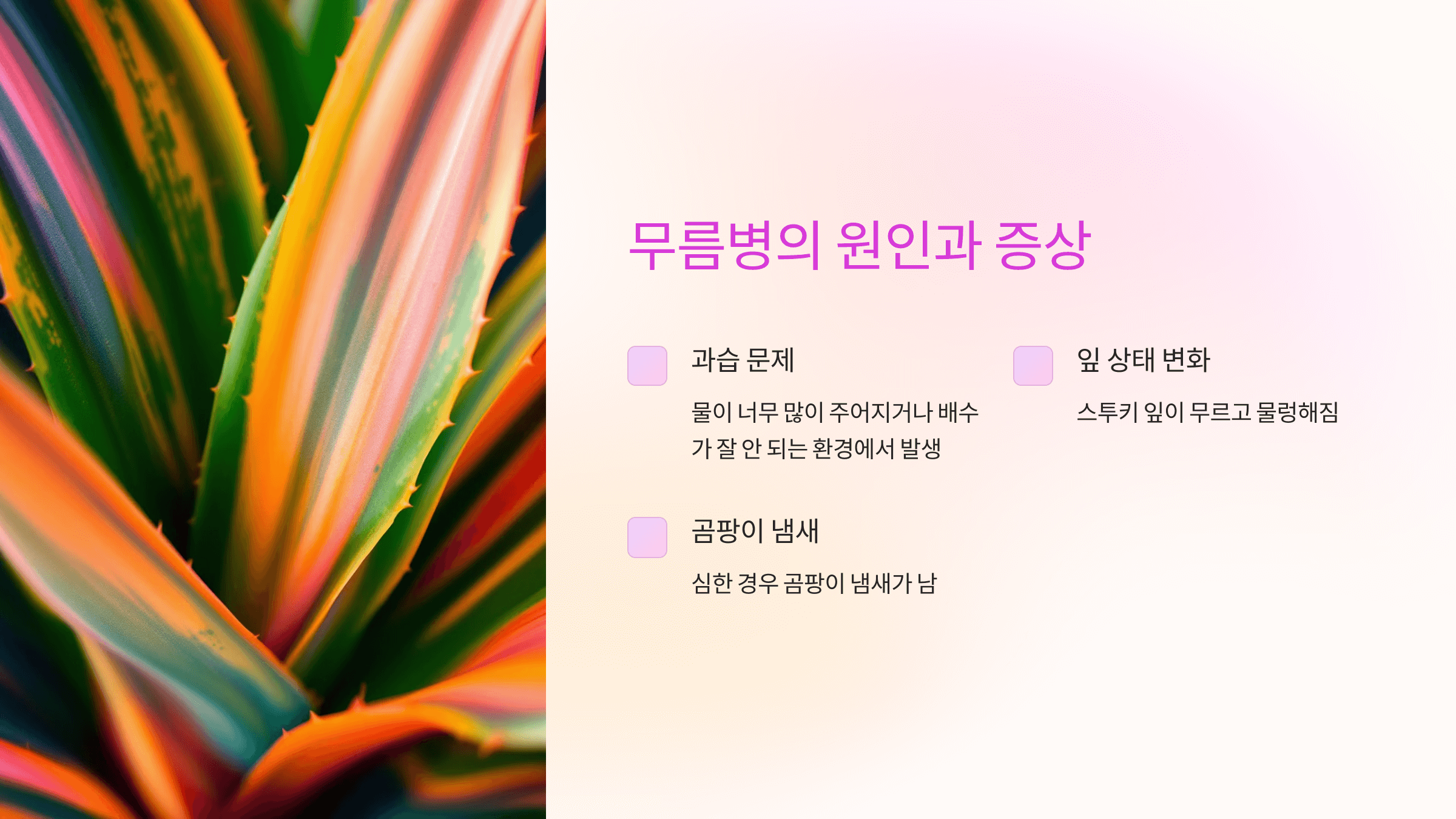 스투키와 관련된 사진입니다.