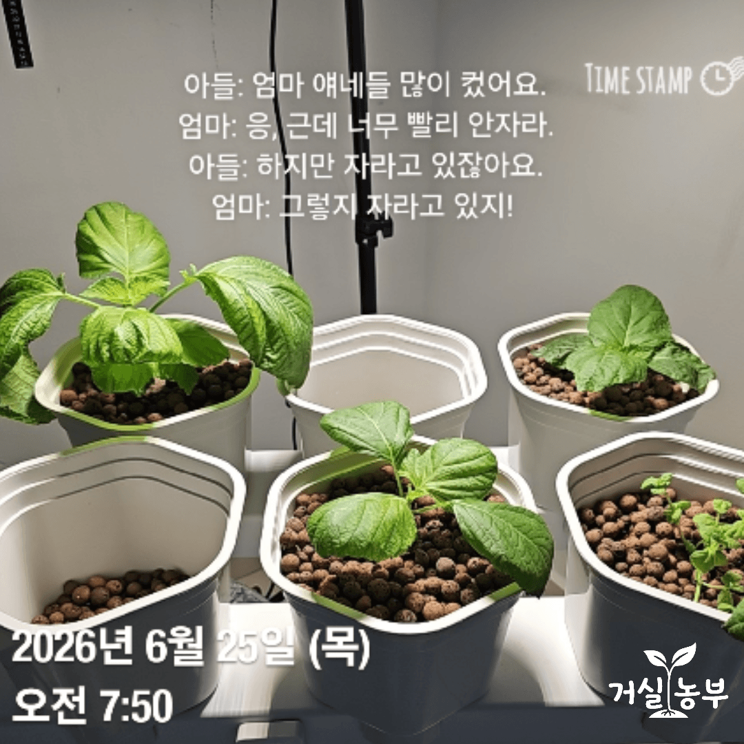 아들과 성장 이야기를 나눈 당시 수경재배 깻잎 모습