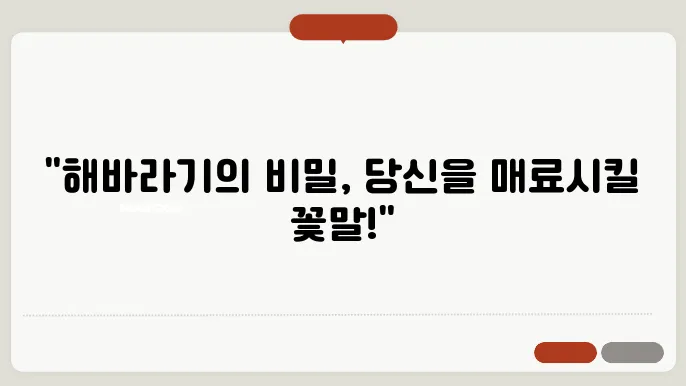 해바라기 꽃말 의미