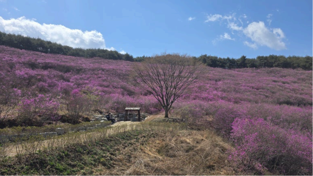 [4월 축제]화왕산 진달래❘4월 둘째주 주말 개화 상황, 방문 후기, 교통편, 맛집