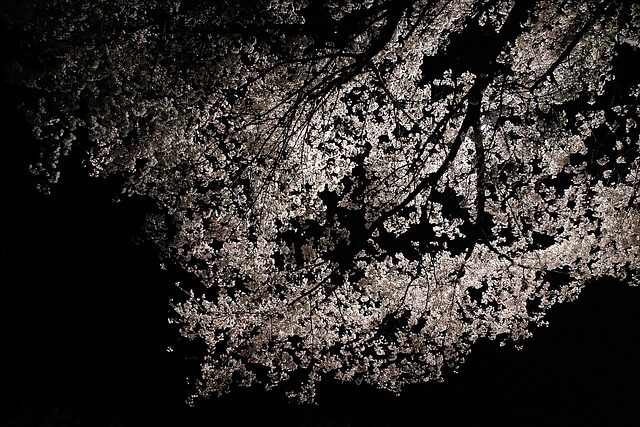 순천 벚꽃과 미식을 함께, 당일 여행