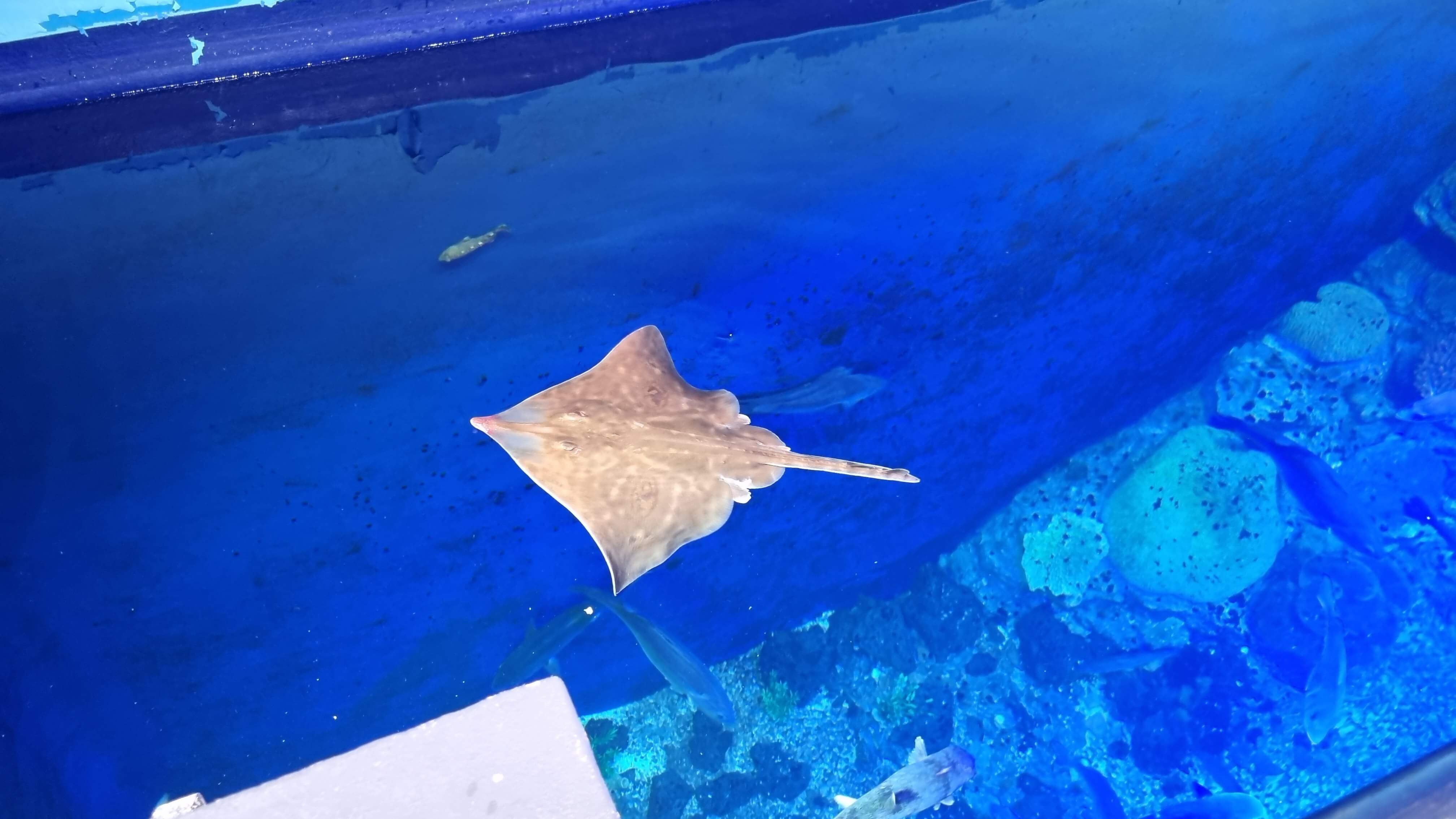 수족관 가오리-사진