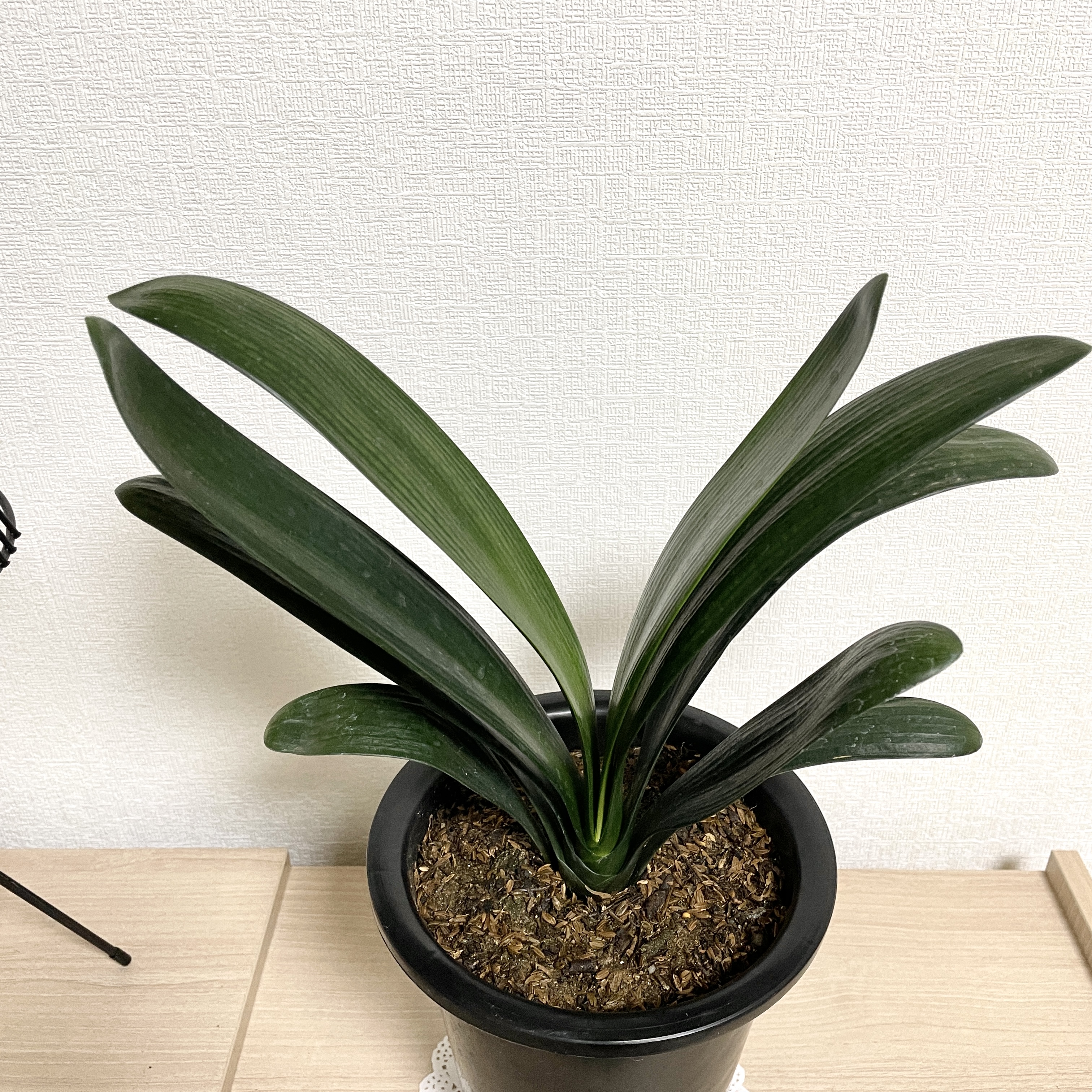 군자란 관리법 분갈이 물주기