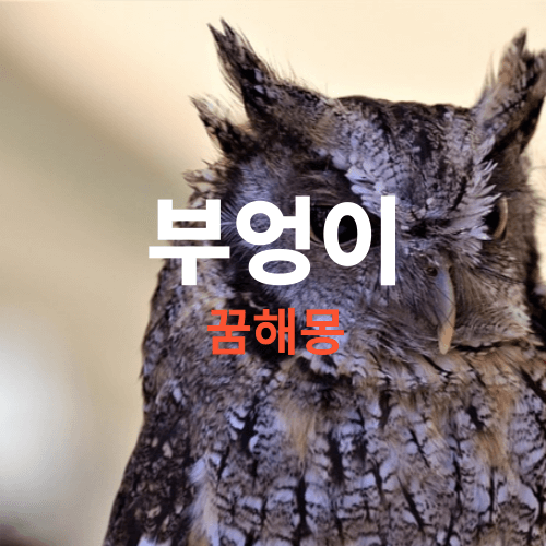 부엉이 꿈해몽, 꿈에 부엉이가 나오면 흉몽입니다. 하지만 길몽도 있으니 확인 한번 해보세요
