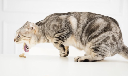 고양이 사료를 토하는 고양이.