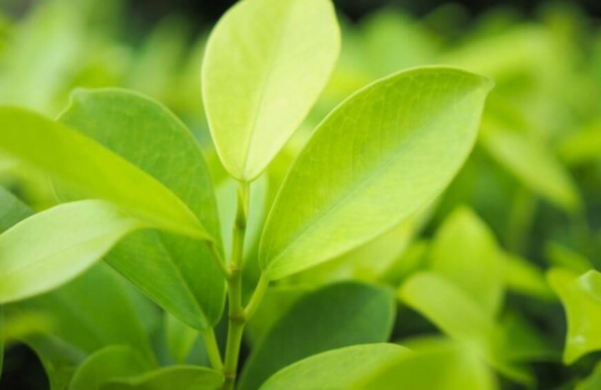 돈 들어오는 식물 크루시아