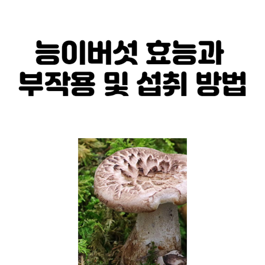능이버섯 효능과 부작용 및 섭취 방법