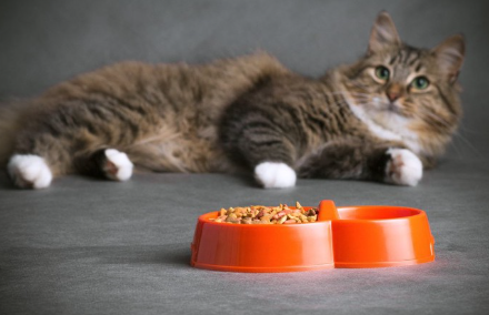 먹이를 앞에 두고 있는 고양이.