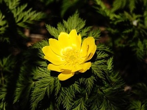 겨울 꽃 복수초