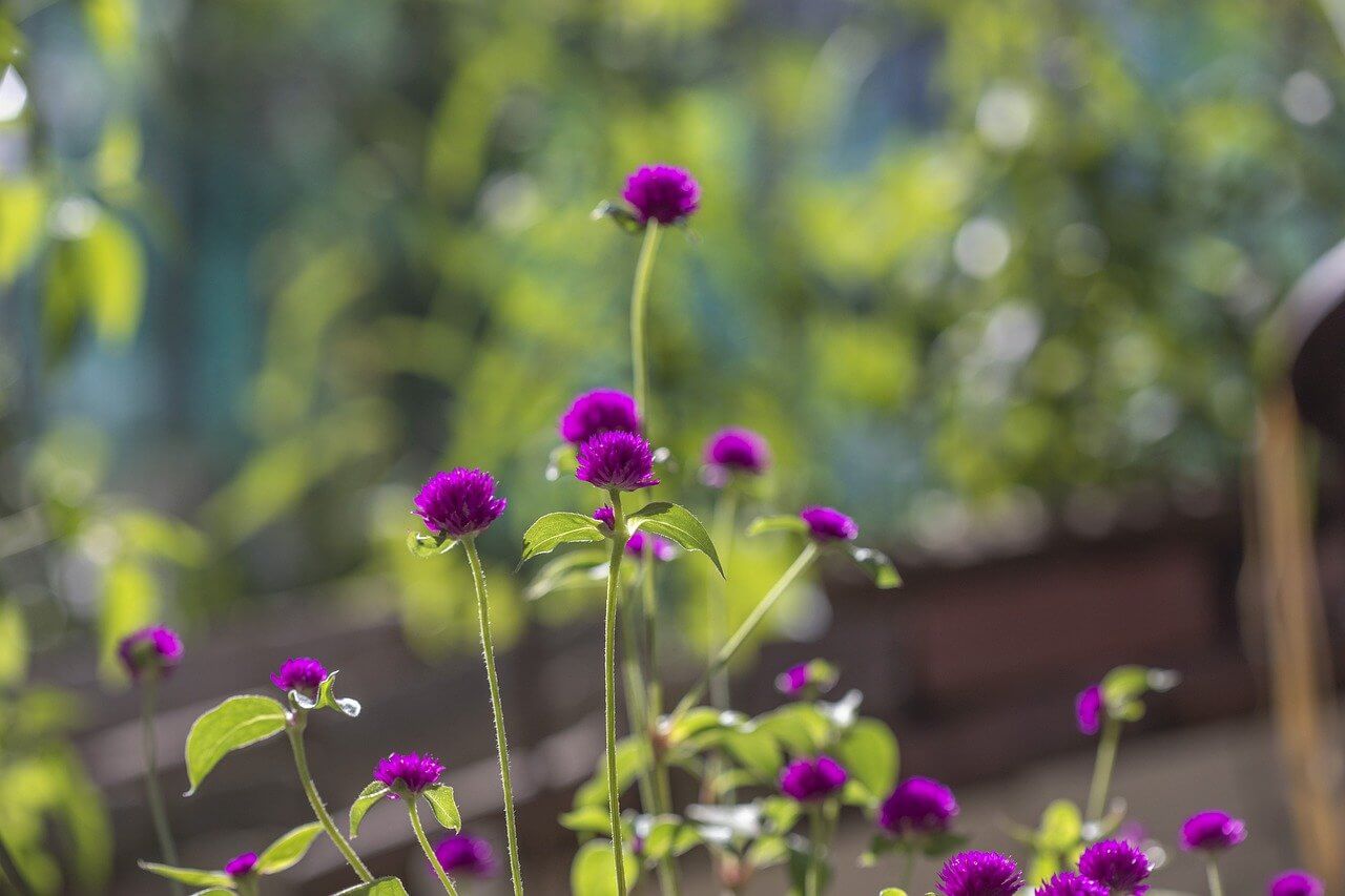 양주시 천일홍 축제 천만송이 일정 입장료 주차장 프로그램