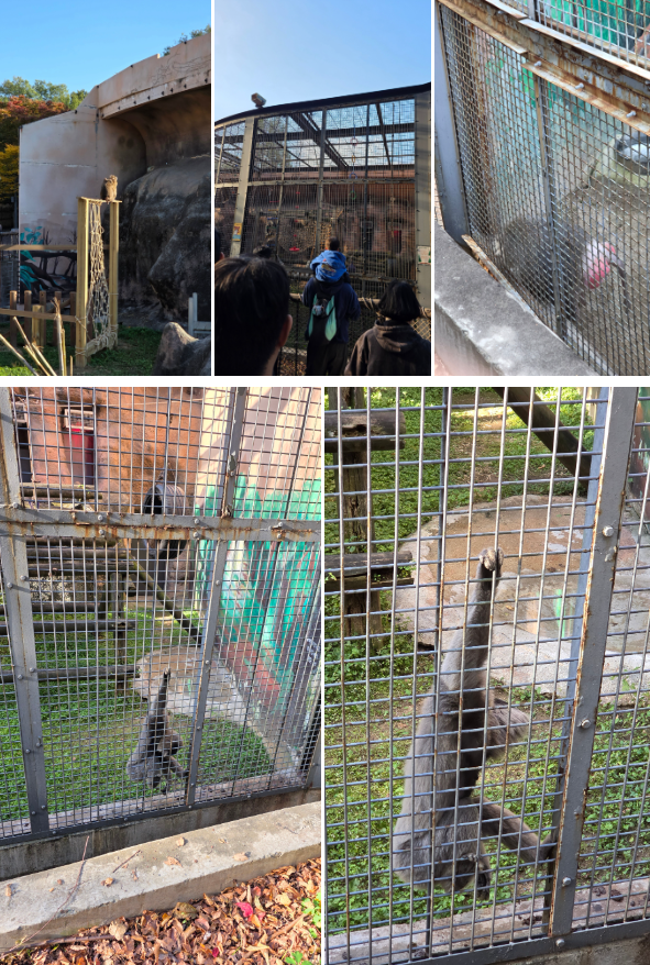 서울어린이대공원 동물원 가을 나들이 (무료입장/관람 코스)