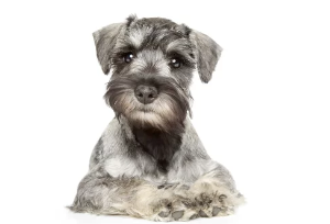 슈나우저 사진/출처:어도비스톡