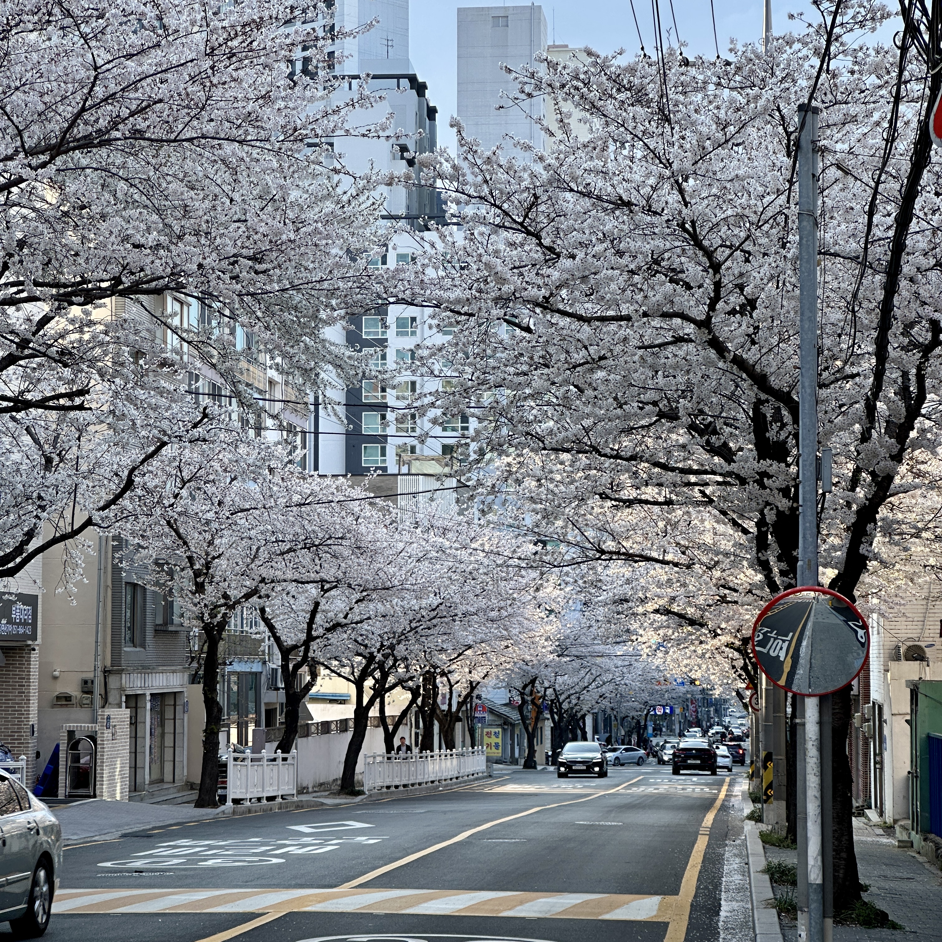 부산벚꽃명소_중앙천로_벚꽃길