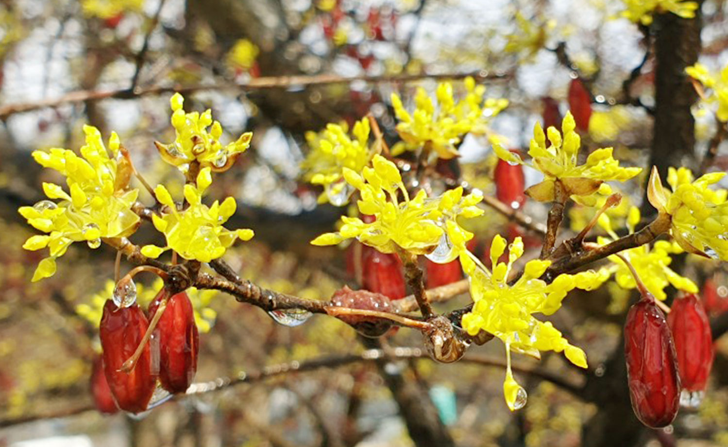 2025 이천백사 산수유꽃 축제 총정리