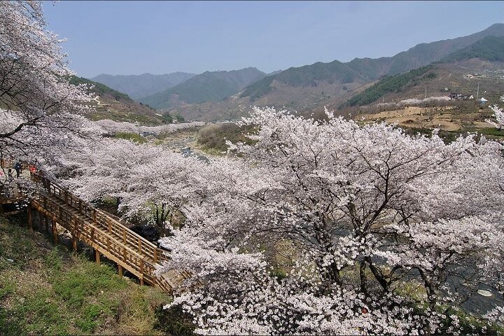 3월에 가볼 만한 국내 여행지 BEST 7 (봄꽃 명소 포함)