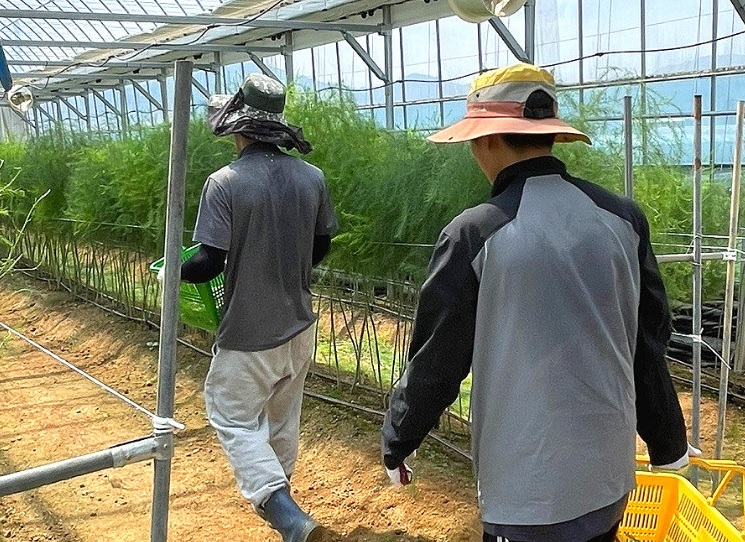 6시내고향 경북김천 아스파라거스 건강딱농장 주문방법 아스파라거스효능및부작용보관방법