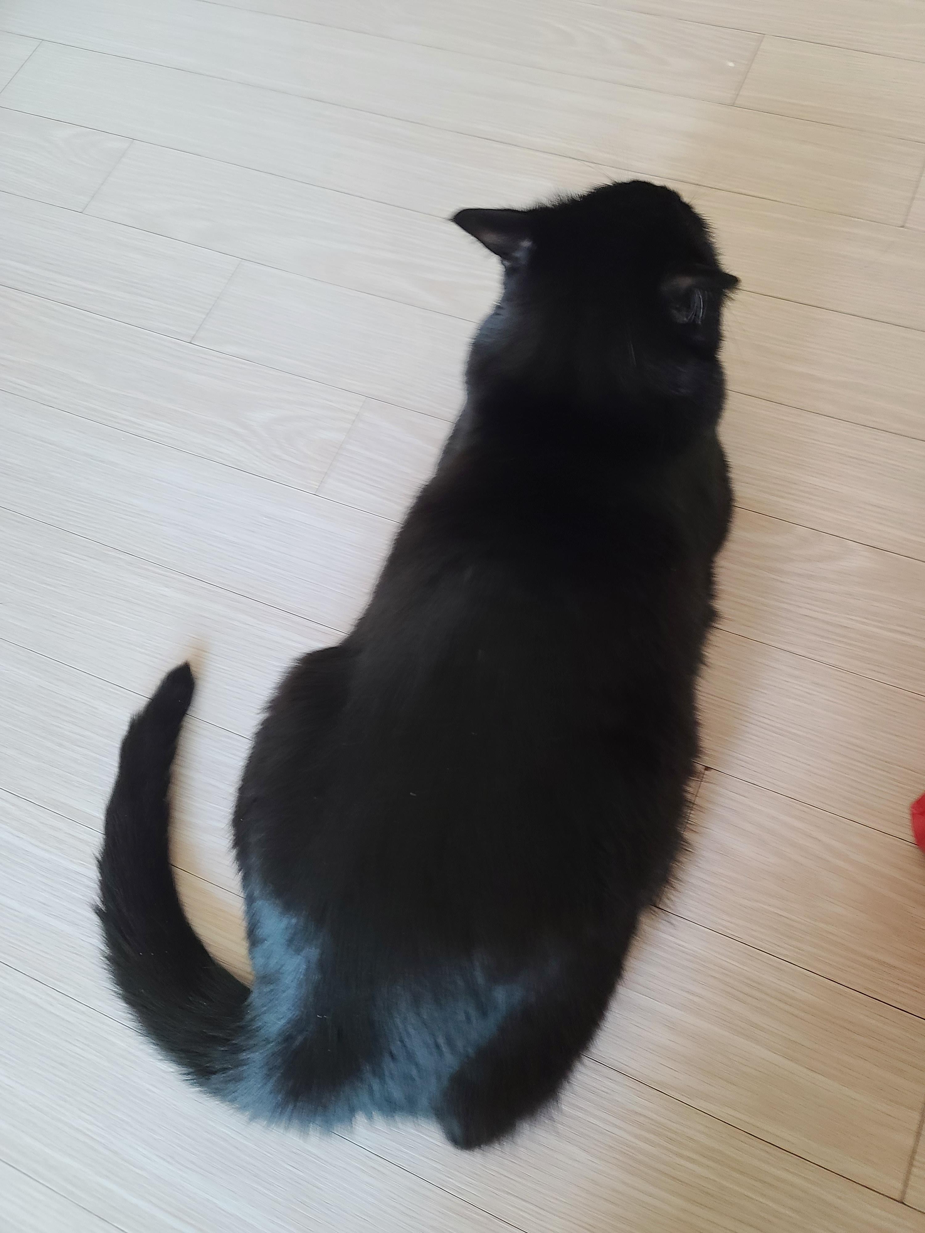 엄마껌딱지 고양이를 무시했더니..