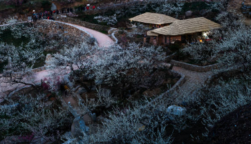 광양 매화 개화시기