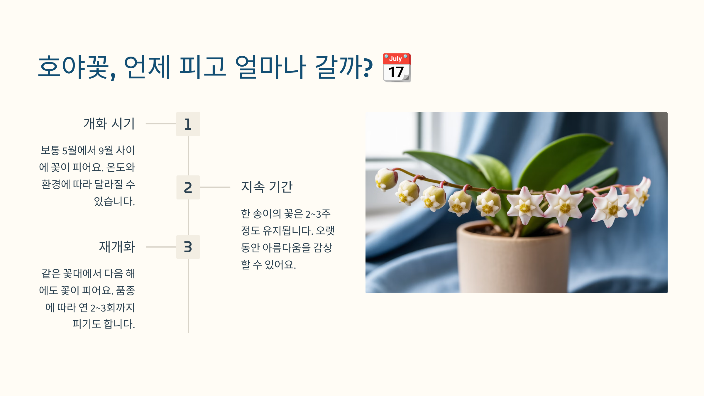 호야꽃, 언제 피고 얼마나 갈까? 📆