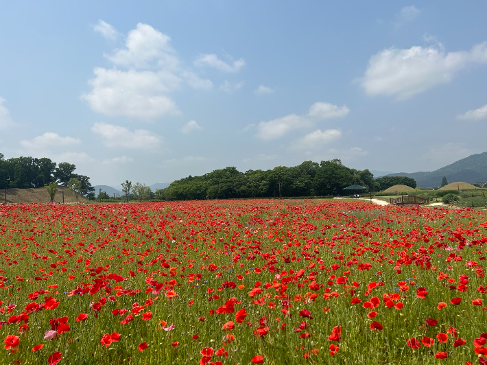 경주 첨성대 꽃단지