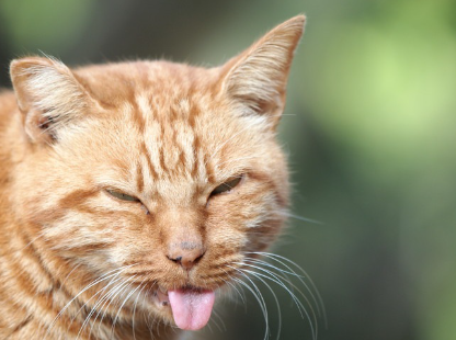 혀를 내미는 갈색 고양이.