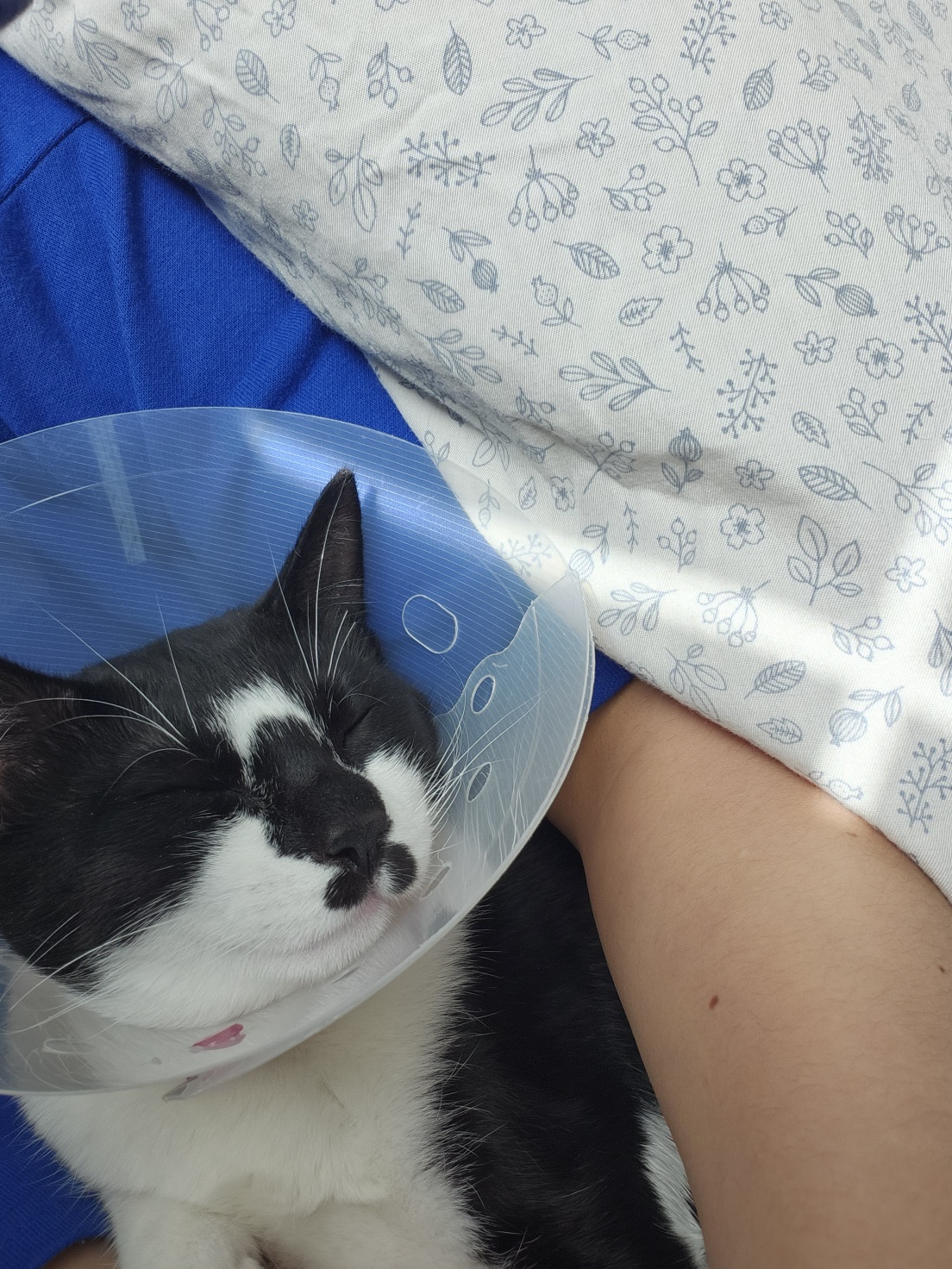 고양이 중성화