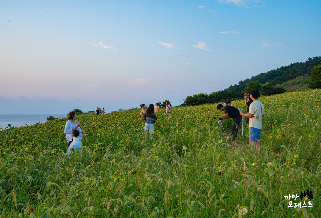 함덕 서우봉 해바라기 포토존