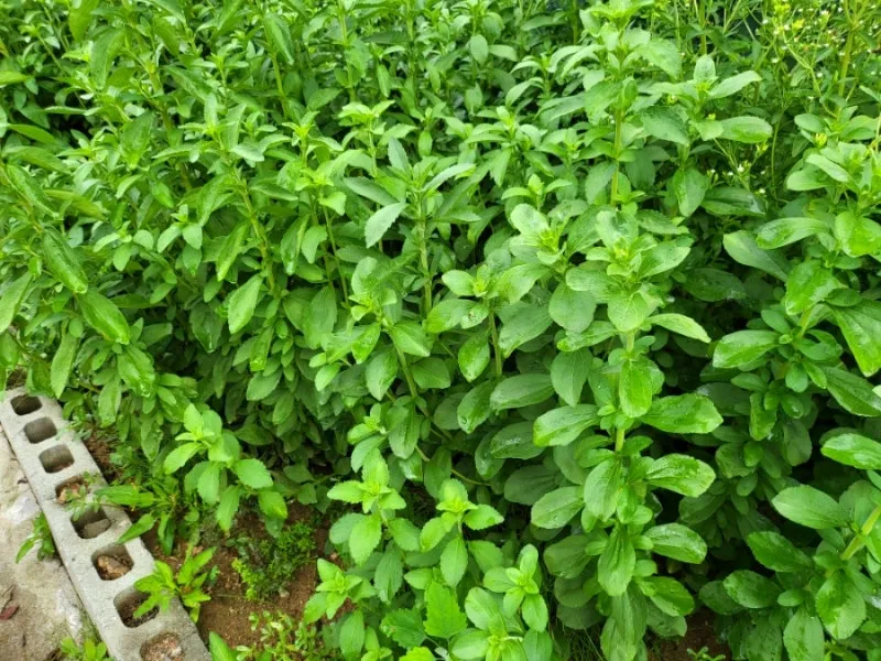 스테비아 재배 삽목 요령 단맛 유지 잎 건조_4