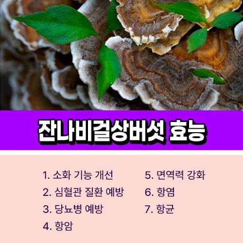 잔나비걸상버섯 효능