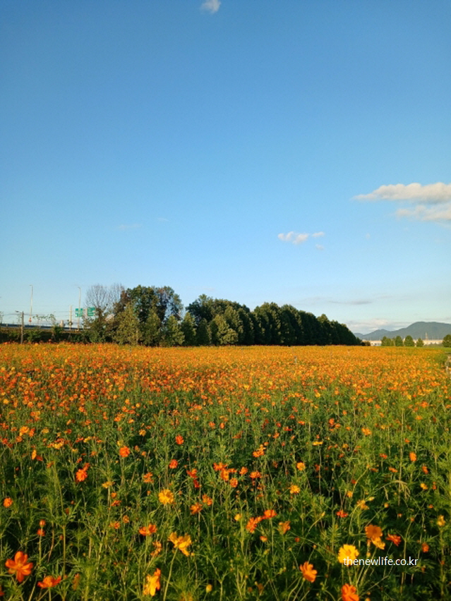 구리 한강시민공원에 넓게 펼쳐진 황화코스모스 전경과 가을 하늘