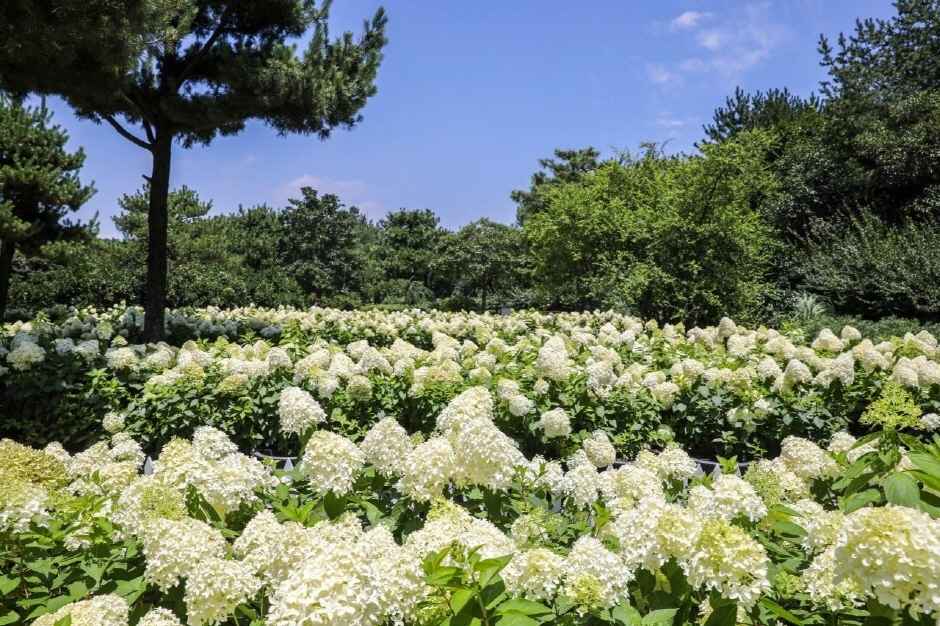 휴애리 수국축제