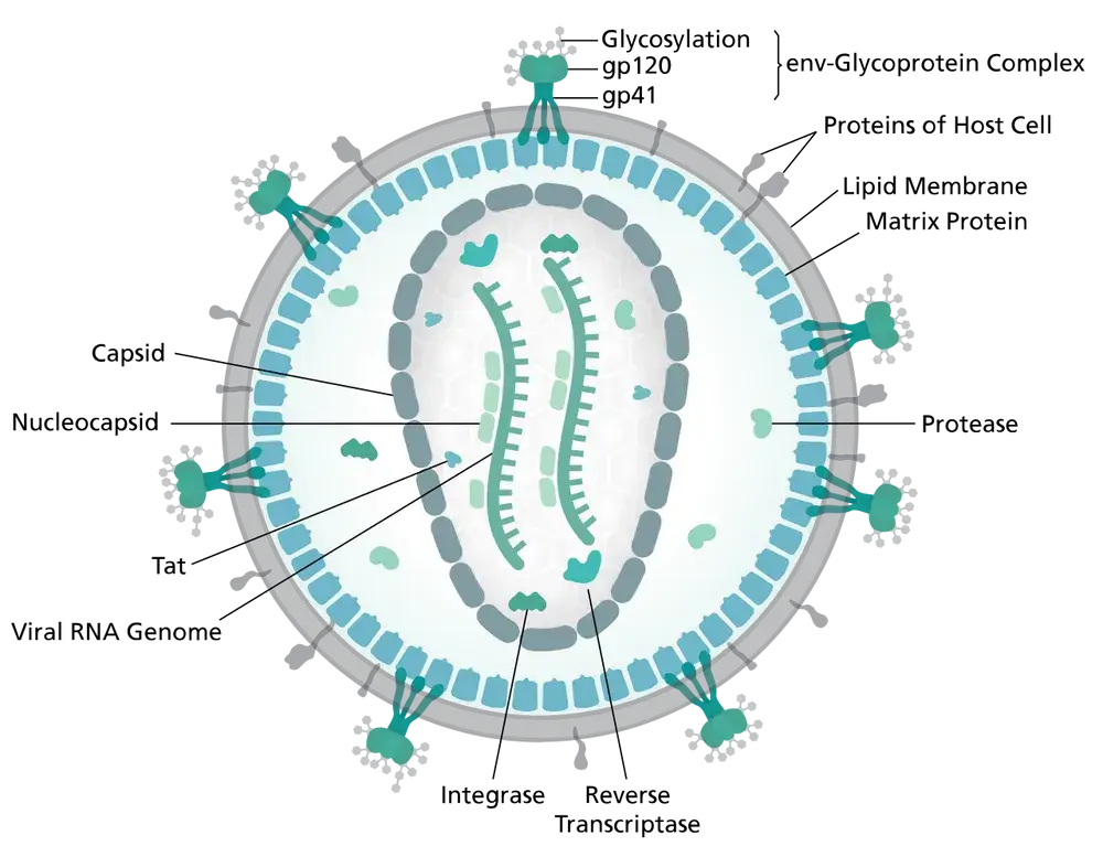 hiv 바이러스 감염 초기증상