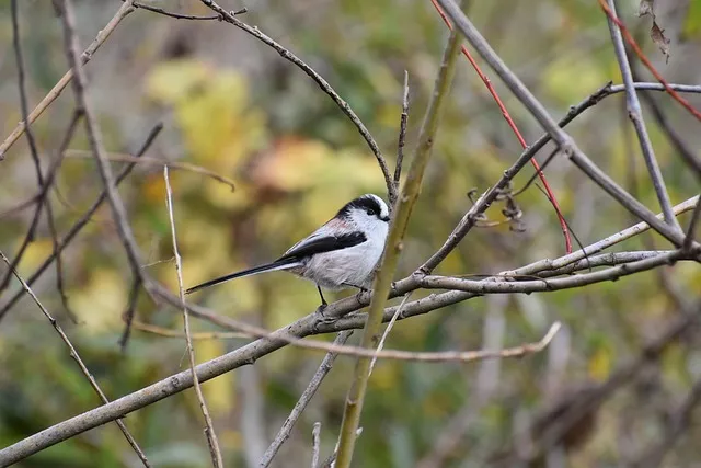 멀칭 필수 가이드 비닐 왕겨 볏짚 잡초 수분관리 효과_4