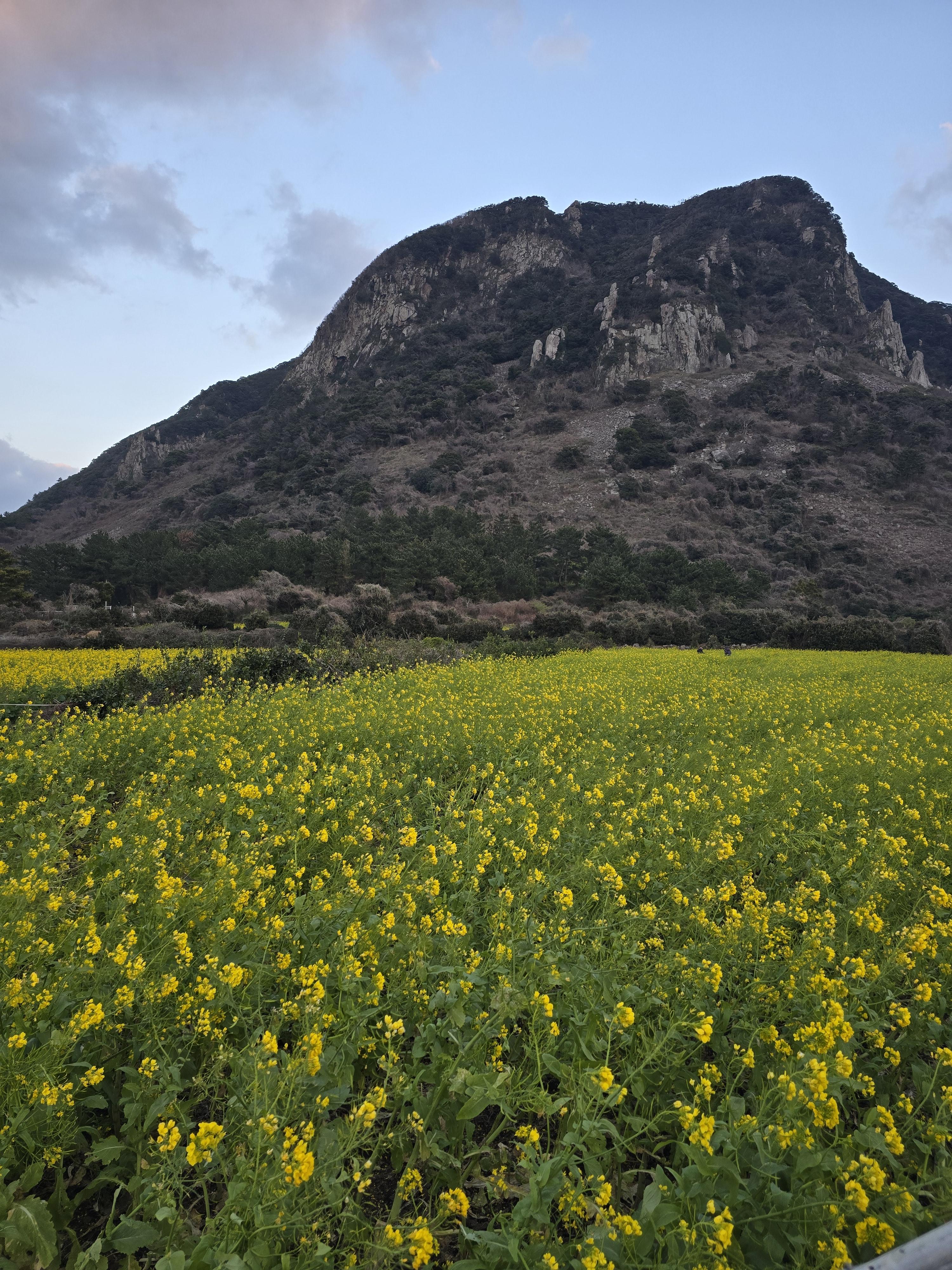 산방산유채꽃