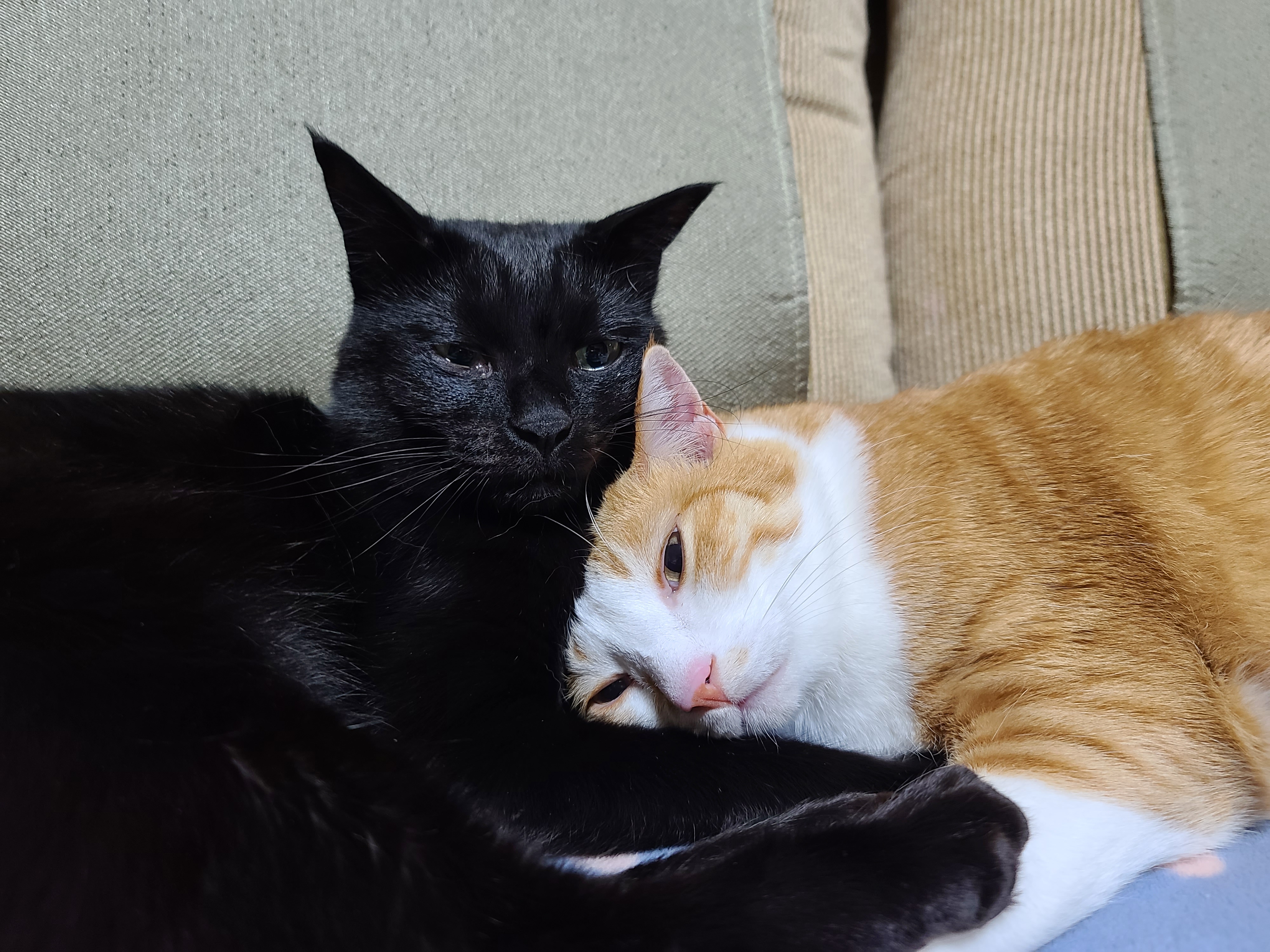 올블랙고양이 건이 골골송+꾹꾹이(feat.호야). 사이좋은 형제.