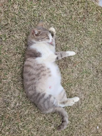 고양이 임신 기간 주기 가능나이 배모양_3