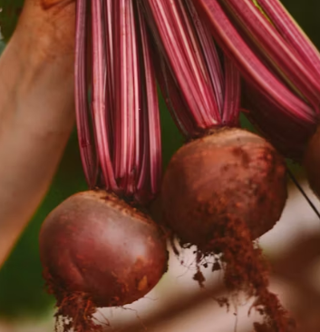 비트 효능 및 부작용 먹는 방법 칼로리 소변색